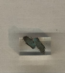 Frammento di tessuto dalla Tomba di Giovanni de' Medici 1/2