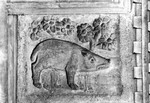 Rilievo Cinghiale