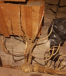 Candelabro da parete in legno e ferro battuto